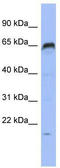 PR/SET Domain 8 antibody, TA345280, Origene, Western Blot image 