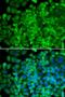 Galactosidase Alpha antibody, LS-B13368, Lifespan Biosciences, Immunofluorescence image 