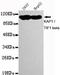 Tripartite Motif Containing 28 antibody, GTX49179, GeneTex, Western Blot image 