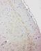Gamma-Aminobutyric Acid Type A Receptor Alpha1 Subunit antibody, PA1578, Boster Biological Technology, Immunohistochemistry paraffin image 