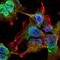 Voltage Dependent Anion Channel 1 antibody, NBP2-42187, Novus Biologicals, Immunofluorescence image 