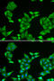 Cytochrome C Oxidase Subunit 5A antibody, STJ28520, St John