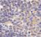 Toll Like Receptor 1 antibody, AHP1181, Bio-Rad (formerly AbD Serotec) , Western Blot image 