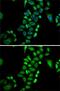 Glyoxalase I antibody, GTX55643, GeneTex, Immunofluorescence image 