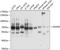 NOP58 Ribonucleoprotein antibody, A05070, Boster Biological Technology, Western Blot image 