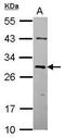 Transcription factor Ovo-like 2 antibody, PA5-31665, Invitrogen Antibodies, Western Blot image 