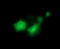 Protein Tyrosine Kinase 2 antibody, LS-C174728, Lifespan Biosciences, Immunofluorescence image 