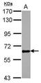 Glycoprotein Nmb antibody, PA5-27874, Invitrogen Antibodies, Western Blot image 