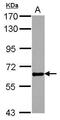 Glycoprotein Nmb antibody, PA5-27874, Invitrogen Antibodies, Western Blot image 