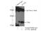 Acyl-CoA Oxidase Like antibody, 23366-1-AP, Proteintech Group, Immunoprecipitation image 