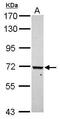 WD Repeat Domain 91 antibody, PA5-30533, Invitrogen Antibodies, Western Blot image 