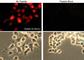 Dorsal Inhibitory Axon Guidance Protein antibody, DP3671, ECM Biosciences, Immunocytochemistry image 