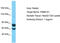 Family With Sequence Similarity 91 Member A1 antibody, TA330304, Origene, Western Blot image 