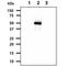 Enolase 2 antibody, GTX57594, GeneTex, Western Blot image 