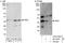 Axin Interactor, Dorsalization Associated antibody, A303-302A, Bethyl Labs, Immunoprecipitation image 