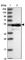 ClpB Homolog, Mitochondrial AAA ATPase Chaperonin antibody, HPA039005, Atlas Antibodies, Western Blot image 