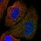 Unc-5 Netrin Receptor A antibody, HPA071450, Atlas Antibodies, Immunocytochemistry image 