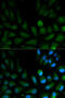 CAPZA2 antibody, 18-469, ProSci, Immunofluorescence image 