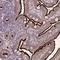 Solute Carrier Family 7 Member 1 antibody, NBP1-90066, Novus Biologicals, Immunohistochemistry frozen image 