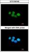 ERCC Excision Repair 8, CSA Ubiquitin Ligase Complex Subunit antibody, GTX100145, GeneTex, Immunocytochemistry image 