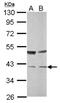 Transaldolase 1 antibody, NBP2-20695, Novus Biologicals, Western Blot image 