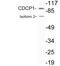 CUB Domain Containing Protein 1 antibody, LS-C199808, Lifespan Biosciences, Western Blot image 