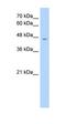 Rh Associated Glycoprotein antibody, orb324962, Biorbyt, Western Blot image 