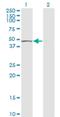 Tu Translation Elongation Factor, Mitochondrial antibody, H00007284-M03, Novus Biologicals, Western Blot image 