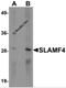 CD244 Molecule antibody, 6253, ProSci, Western Blot image 