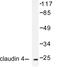 Claudin 4 antibody, LS-C175968, Lifespan Biosciences, Western Blot image 