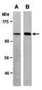 Nerve Growth Factor antibody, orb67212, Biorbyt, Western Blot image 