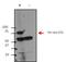 Huntingtin antibody, MA1-058, Invitrogen Antibodies, Western Blot image 