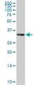 RGN antibody, H00009104-B01P, Novus Biologicals, Western Blot image 