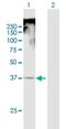 Translocation Associated Membrane Protein 1 antibody, H00023471-B01P, Novus Biologicals, Western Blot image 