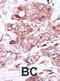 Erb-B2 Receptor Tyrosine Kinase 4 antibody, abx033549, Abbexa, Immunohistochemistry frozen image 