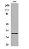 Chromosome 4 Open Reading Frame 51 antibody, orb159242, Biorbyt, Western Blot image 