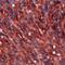 Anoctamin 1 antibody, PA5-32383, Invitrogen Antibodies, Immunohistochemistry frozen image 