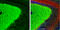 KIF2A antibody, GTX130808, GeneTex, Immunohistochemistry frozen image 