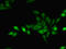 Geminin DNA Replication Inhibitor antibody, LS-C375808, Lifespan Biosciences, Immunofluorescence image 