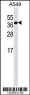 Homeobox D4 antibody, 58-503, ProSci, Western Blot image 