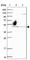 Retinoic Acid Induced 2 antibody, HPA051054, Atlas Antibodies, Western Blot image 