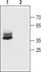 Connexin-43 antibody, TA328600, Origene, Western Blot image 