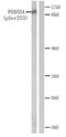 Forkhead Box O3 antibody, GTX79072, GeneTex, Western Blot image 