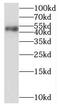 Purine Rich Element Binding Protein A antibody, FNab06957, FineTest, Western Blot image 