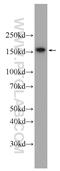 WD Repeat Domain 33 antibody, 22614-1-AP, Proteintech Group, Western Blot image 