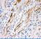 FAS antibody, PA5-79235, Invitrogen Antibodies, Immunohistochemistry paraffin image 