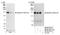 SWI/SNF complex subunit SMARCC1 antibody, NB100-55312, Novus Biologicals, Western Blot image 