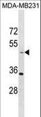 TAP Binding Protein antibody, LS-C157134, Lifespan Biosciences, Western Blot image 