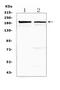 Neurocan antibody, A06700-1, Boster Biological Technology, Western Blot image 