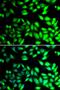 FKBP Prolyl Isomerase 10 antibody, orb247739, Biorbyt, Immunofluorescence image 